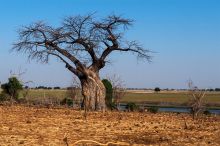 img - Botswana: la magia del bianco e nero